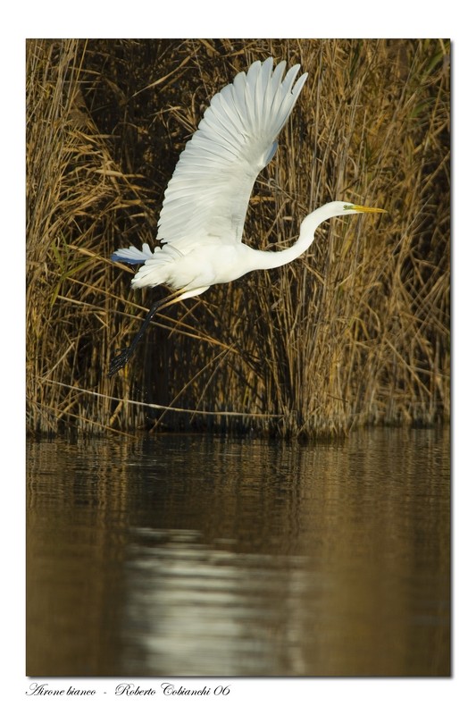 Airone bianco maggiore - Casmerodius albus